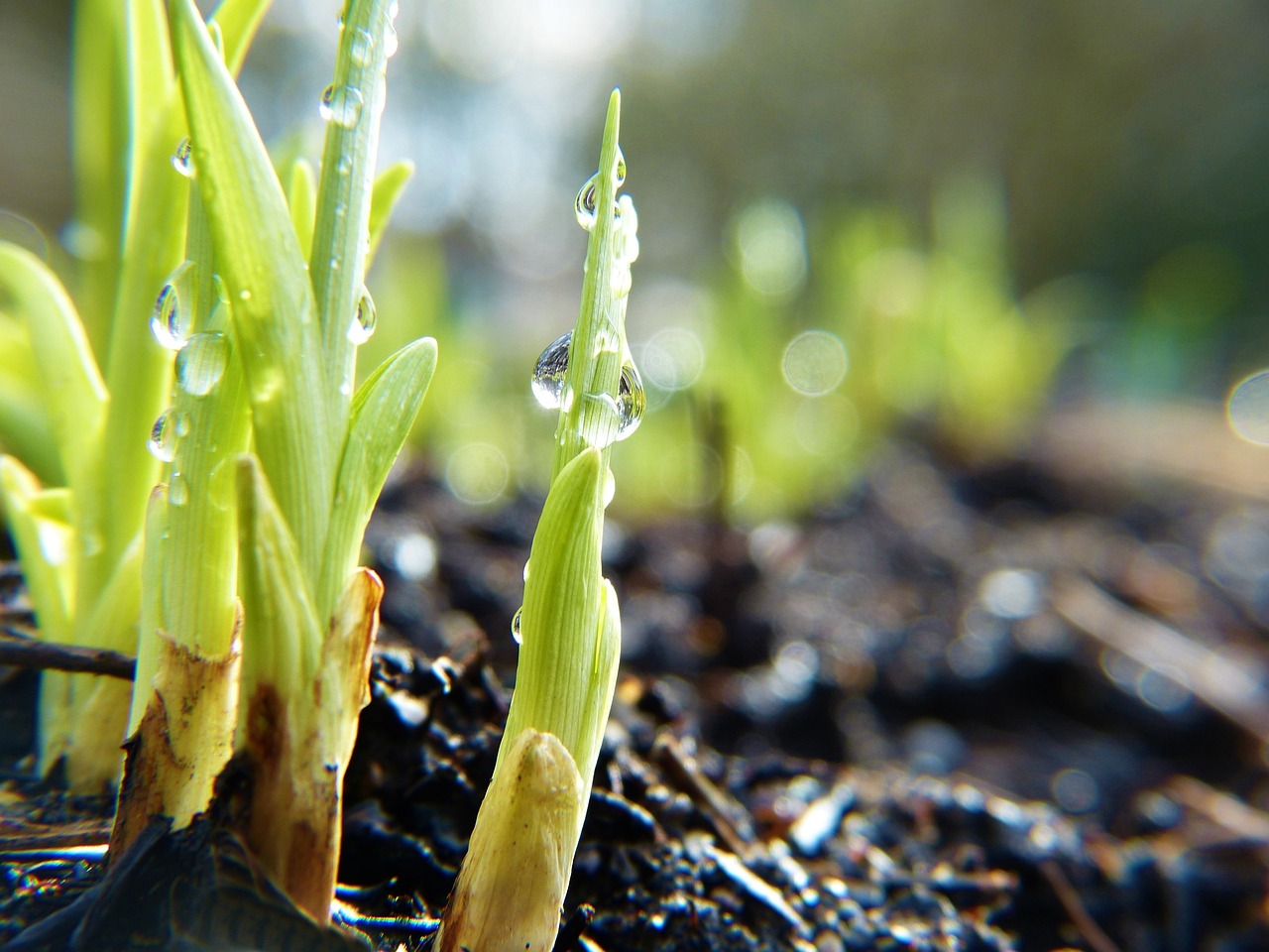 Vegetation Recovery